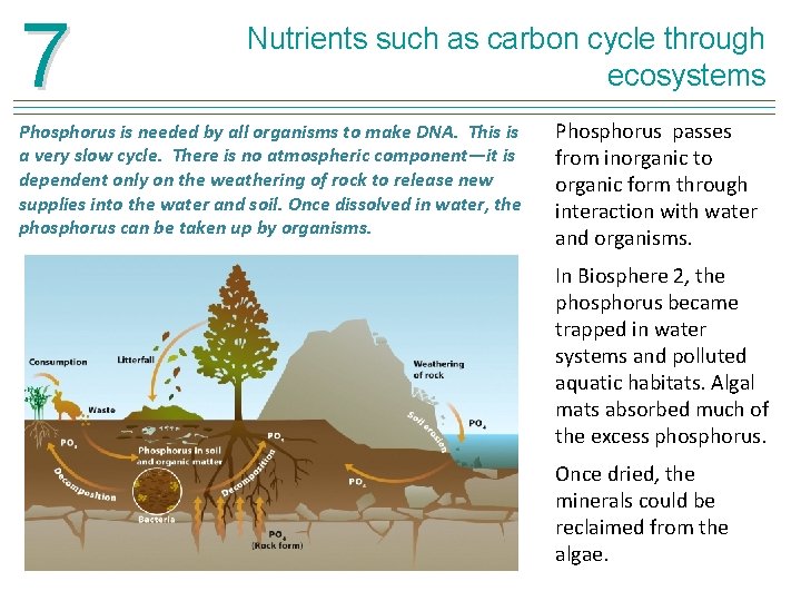 7 Nutrients such as carbon cycle through ecosystems Phosphorus is needed by all organisms