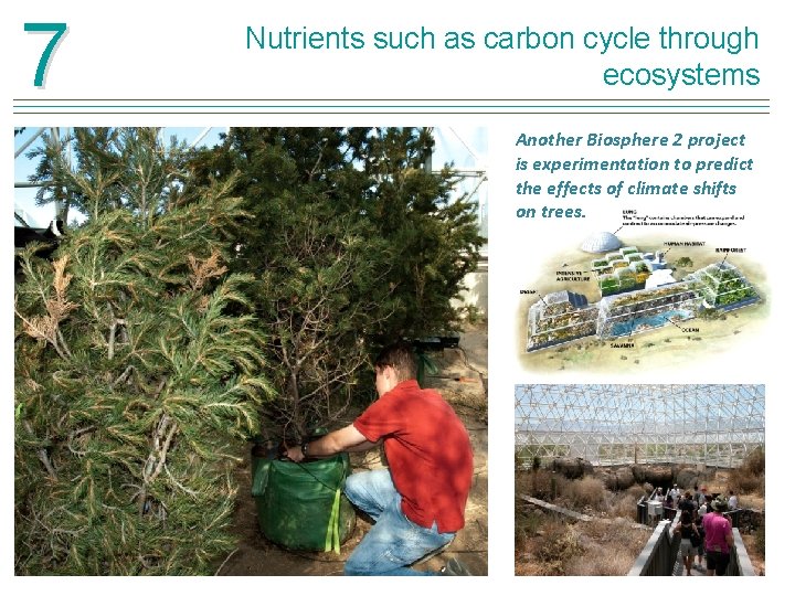 7 Nutrients such as carbon cycle through ecosystems Another Biosphere 2 project is experimentation