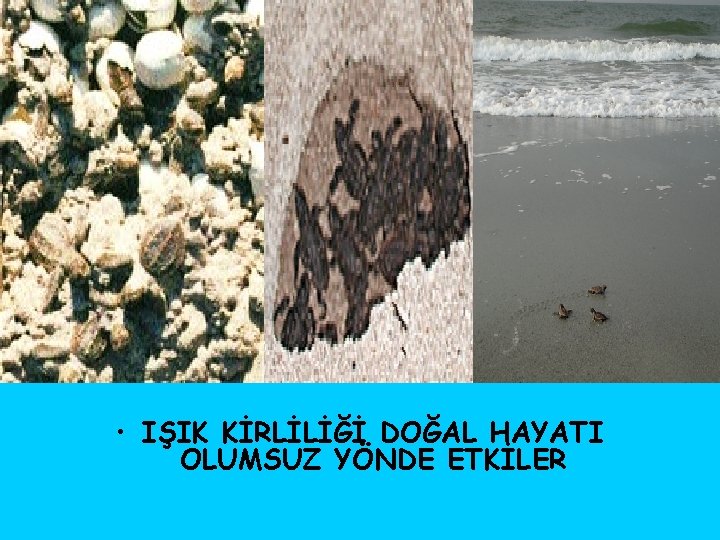  • IŞIK KİRLİLİĞİ DOĞAL HAYATI OLUMSUZ YÖNDE ETKİLER 