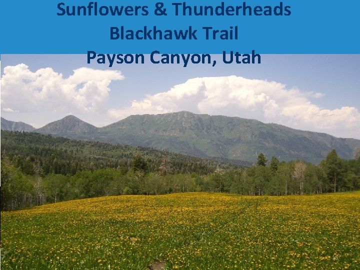 Sunflowers & Thunderheads Blackhawk Trail Payson Canyon, Utah 15 