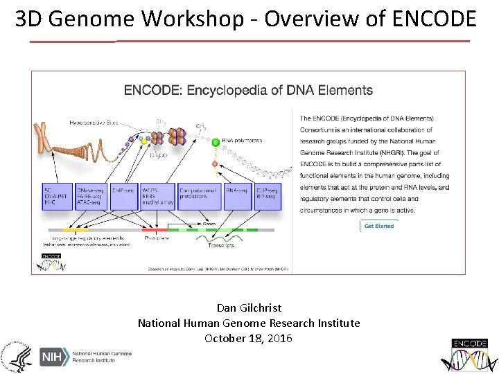 3 D Genome Workshop - Overview of ENCODE Dan Gilchrist National Human Genome Research 3 D Genome Workshop - Overview of ENCODE Dan Gilchrist National Human Genome Research