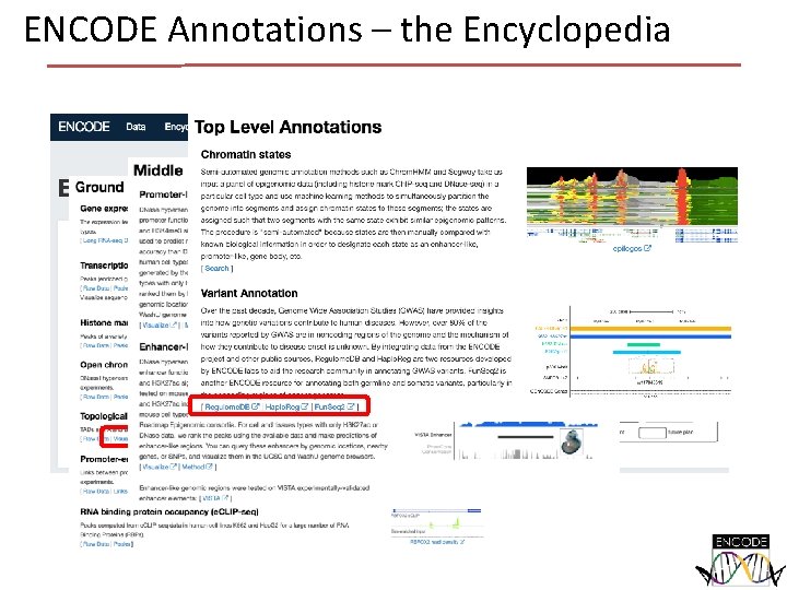 ENCODE Annotations – the Encyclopedia ENCODE Annotations – the Encyclopedia