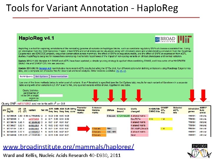 Tools for Variant Annotation - Haplo. Reg www. broadinstitute. org/mammals/haploreg/ Ward and Kellis, Nucleic Tools for Variant Annotation - Haplo. Reg www. broadinstitute. org/mammals/haploreg/ Ward and Kellis, Nucleic