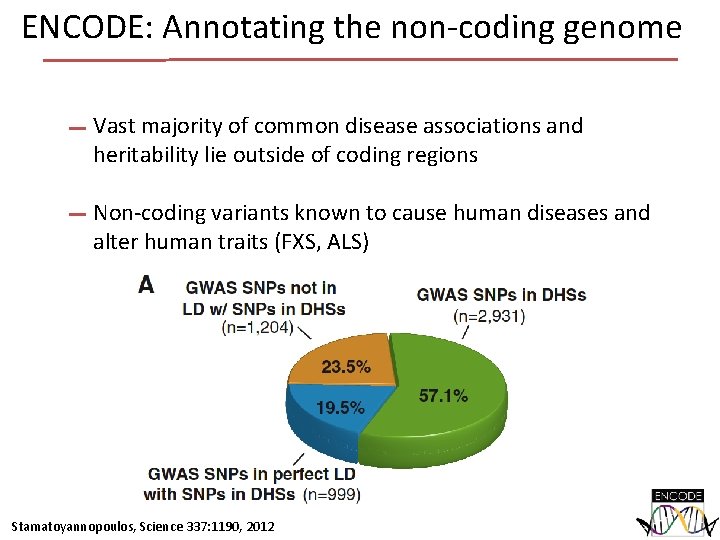 ENCODE: Annotating the non-coding genome Vast majority of common disease associations and heritability lie ENCODE: Annotating the non-coding genome Vast majority of common disease associations and heritability lie