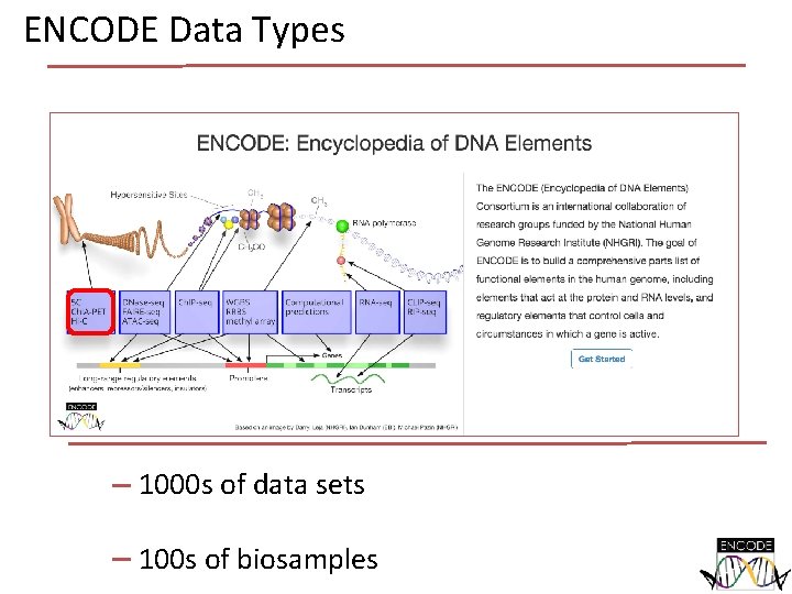 ENCODE Data Types 1000 s of data sets 100 s of biosamples ENCODE Data Types 1000 s of data sets 100 s of biosamples