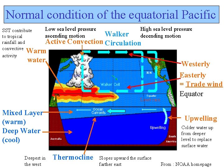 Normal condition of the equatorial Pacific Low sea level pressure SST contribute ascending motion