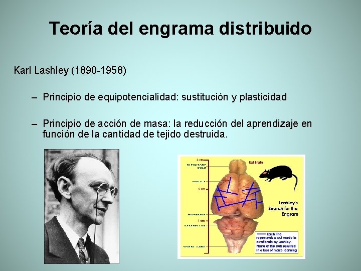 Teoría del engrama distribuido Karl Lashley (1890 -1958) – Principio de equipotencialidad: sustitución y