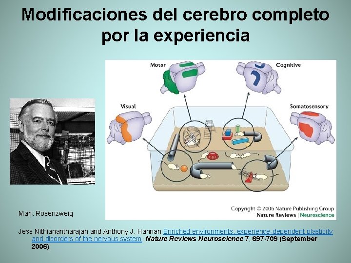 Modificaciones del cerebro completo por la experiencia Mark Rosenzweig Jess Nithianantharajah and Anthony J.