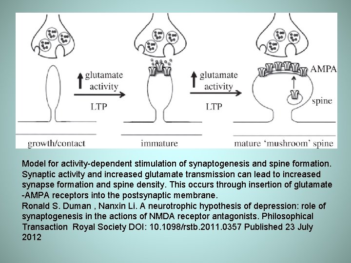 Model for activity-dependent stimulation of synaptogenesis and spine formation. Synaptic activity and increased glutamate