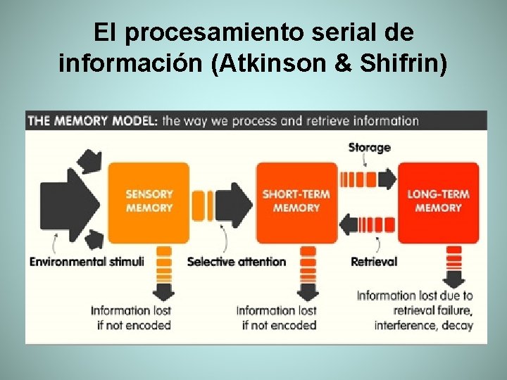 El procesamiento serial de información (Atkinson & Shifrin) 