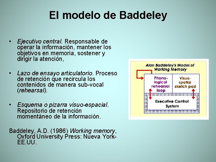 El modelo de Baddeley • Ejecutivo central. Responsable de operar la información, mantener los