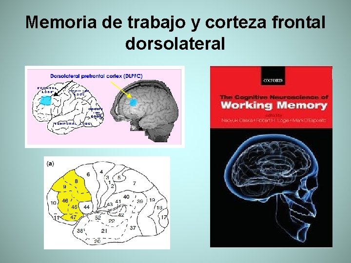 Memoria de trabajo y corteza frontal dorsolateral 
