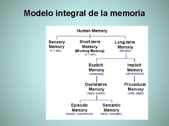 Modelo integral de la memoria 