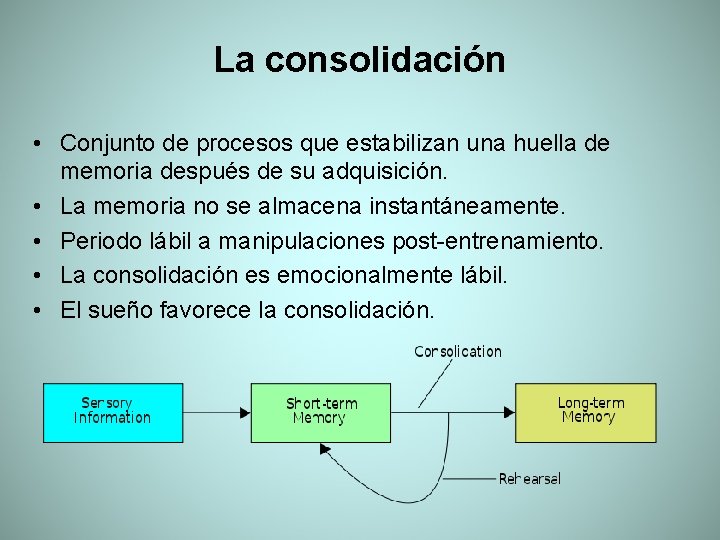 La consolidación • Conjunto de procesos que estabilizan una huella de memoria después de