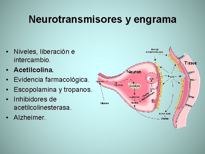 Neurotransmisores y engrama • Niveles, liberación e intercambio. • Acetilcolina. • Evidencia farmacológica. •