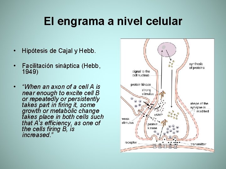 El engrama a nivel celular • Hipótesis de Cajal y Hebb. • Facilitación sináptica