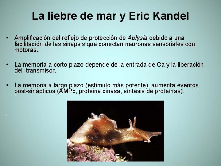 La liebre de mar y Eric Kandel • Amplificación del reflejo de protección de