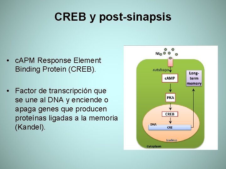 CREB y post-sinapsis • c. APM Response Element Binding Protein (CREB). • Factor de