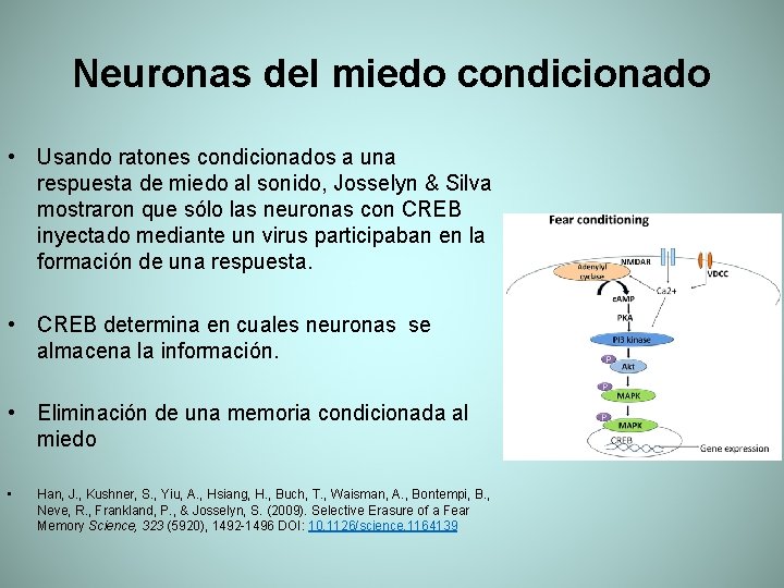 Neuronas del miedo condicionado • Usando ratones condicionados a una respuesta de miedo al