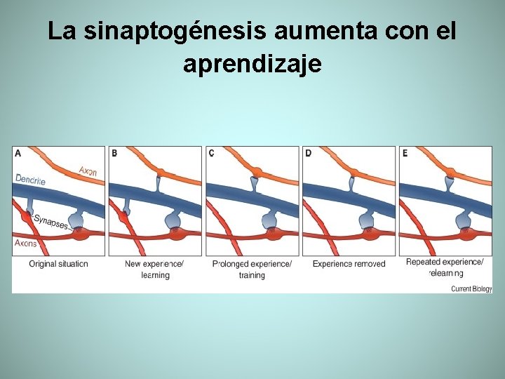 La sinaptogénesis aumenta con el aprendizaje 