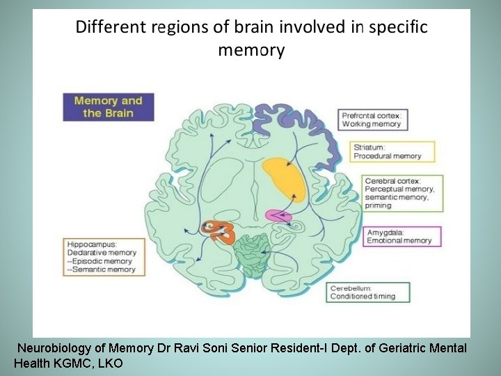 Neurobiology of Memory Dr Ravi Soni Senior Resident-I Dept. of Geriatric Mental Health KGMC,