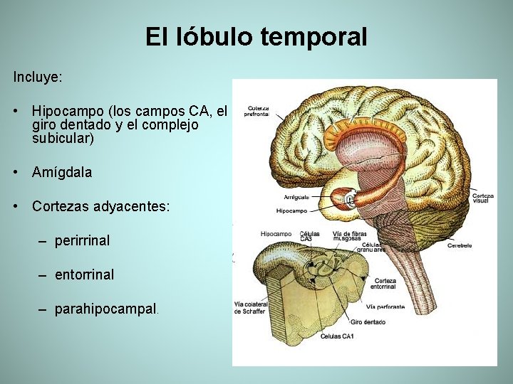 El lóbulo temporal Incluye: • Hipocampo (los campos CA, el giro dentado y el