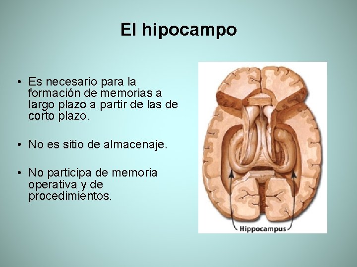 El hipocampo • Es necesario para la formación de memorias a largo plazo a