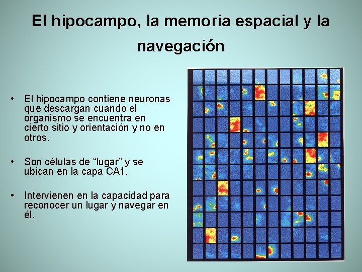 El hipocampo, la memoria espacial y la navegación • El hipocampo contiene neuronas que