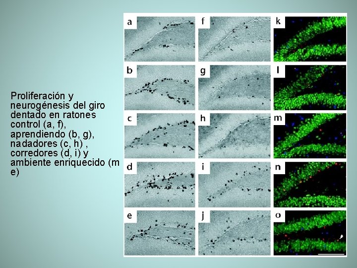 Proliferación y neurogénesis del giro dentado en ratones control (a, f), aprendiendo (b, g),