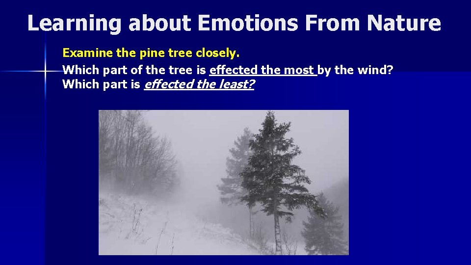 Learning about Emotions From Nature Examine the pine tree closely. Which part of the