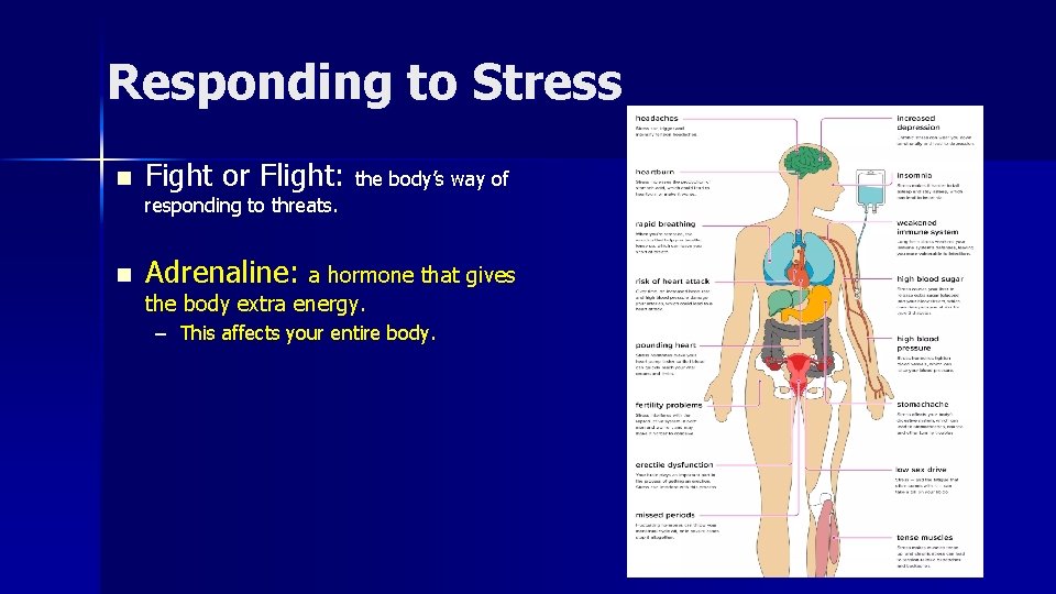 Responding to Stress n Fight or Flight: the body’s way of responding to threats.