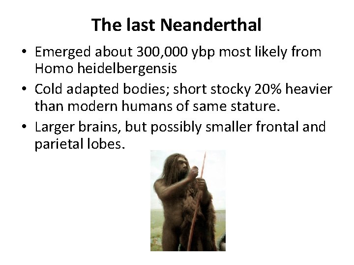 The last Neanderthal • Emerged about 300, 000 ybp most likely from Homo heidelbergensis