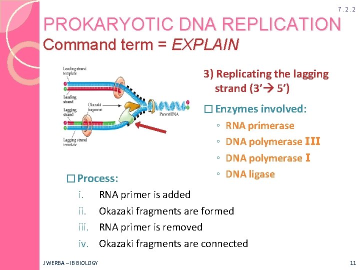 DNA REPLICATION AHL Topic 7 2 IB Biology