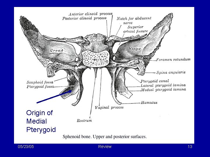 Origin of Medial Pterygoid 05/23/05 Review 13 