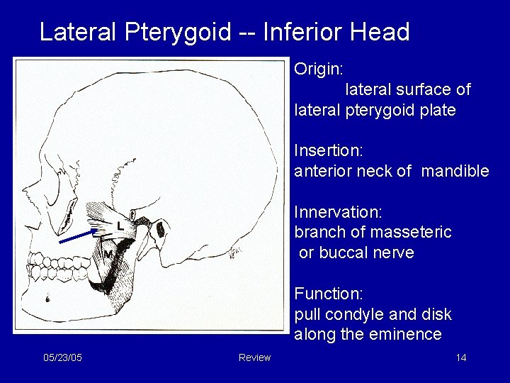 Lateral Pterygoid -- Inferior Head Origin: lateral surface of lateral pterygoid plate Insertion: anterior