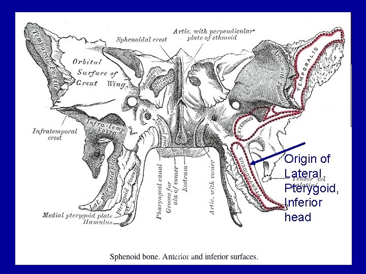 Origin of Lateral Pterygoid, Inferior head 05/23/05 Review 16 