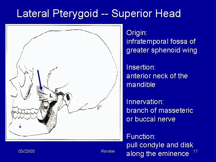 Lateral Pterygoid -- Superior Head Origin: infratemporal fossa of greater sphenoid wing Insertion: anterior