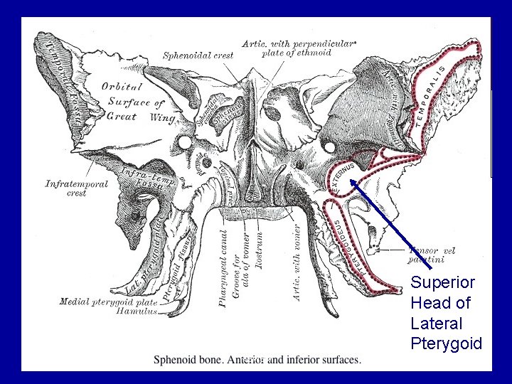 Superior Head of Lateral Pterygoid 05/23/05 Review 18 