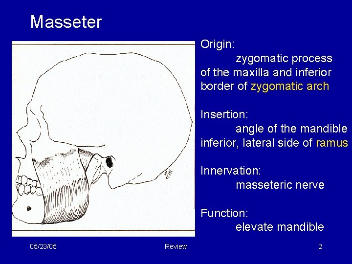 Masseter Origin: zygomatic process of the maxilla and inferior border of zygomatic arch Insertion: