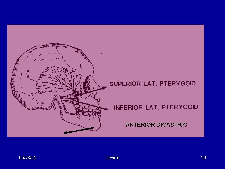 ANTERIOR DIGASTRIC 05/23/05 Review 20 