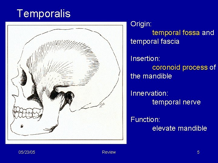 Temporalis Origin: temporal fossa and temporal fascia Insertion: coronoid process of the mandible Innervation: