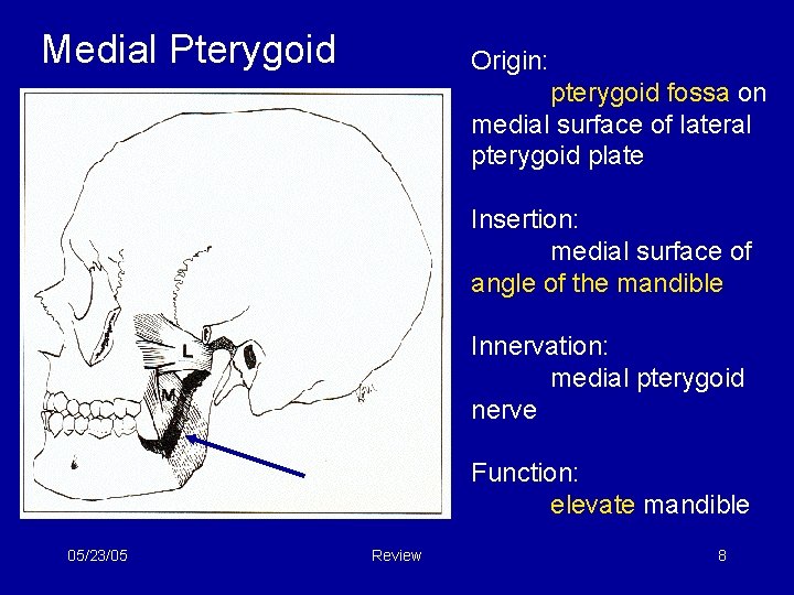 Medial Pterygoid Origin: pterygoid fossa on medial surface of lateral pterygoid plate Insertion: medial