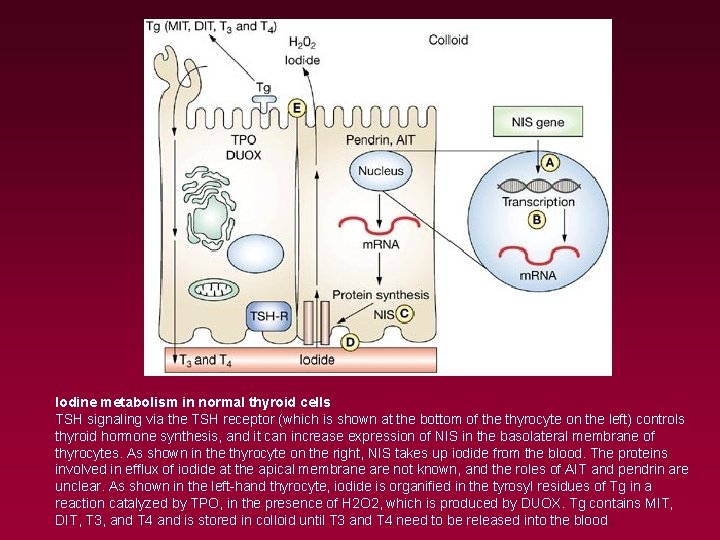 Iodine metabolism in normal thyroid cells TSH signaling via the TSH receptor (which is