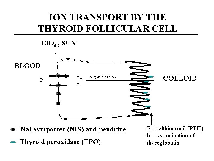 ION TRANSPORT BY THE THYROID FOLLICULAR CELL Cl. O 4 -, SCNBLOOD I- I-