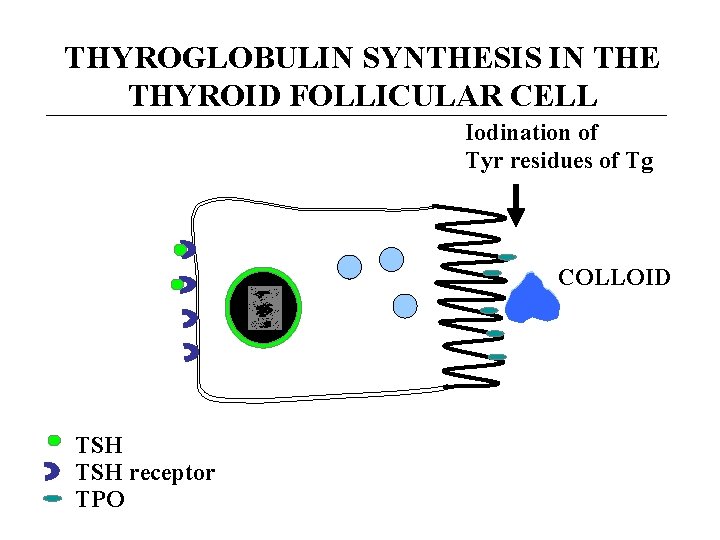 THYROGLOBULIN SYNTHESIS IN THE THYROID FOLLICULAR CELL Iodination of Tyr residues of Tg COLLOID