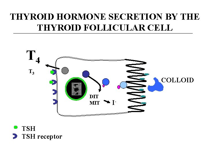 THYROID HORMONE SECRETION BY THE THYROID FOLLICULAR CELL T 4 T 3 COLLOID DIT