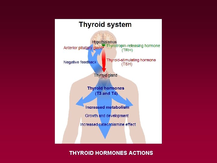 THYROID HORMONES ACTIONS 