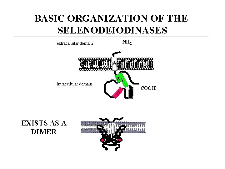 BASIC ORGANIZATION OF THE SELENODEIODINASES NH 2 extracellular domain A intracellular domain B E