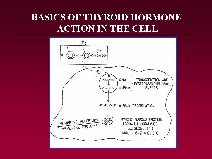 BASICS OF THYROID HORMONE ACTION IN THE CELL 