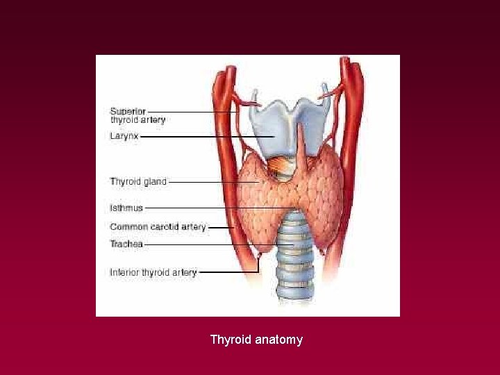 Thyroid anatomy 